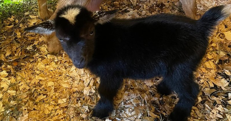 POW: Nigerian Dwarf baby with her mom from Mahoney