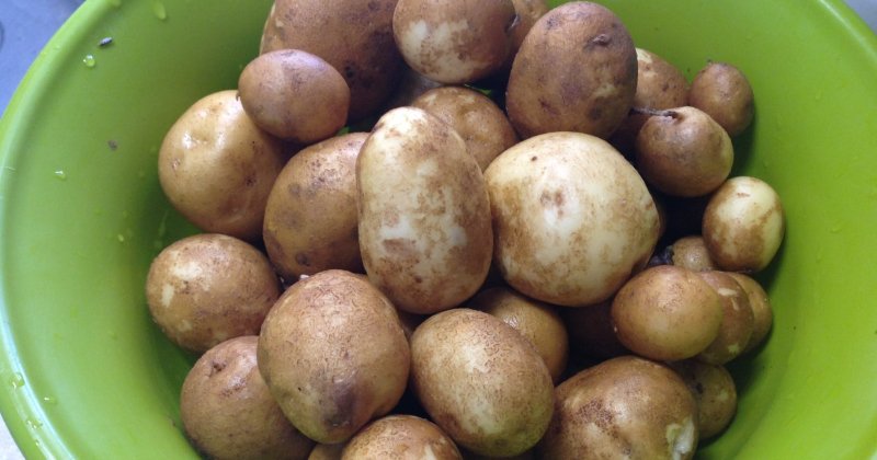 POW: Potatoes from the garden from DownsizedChicken