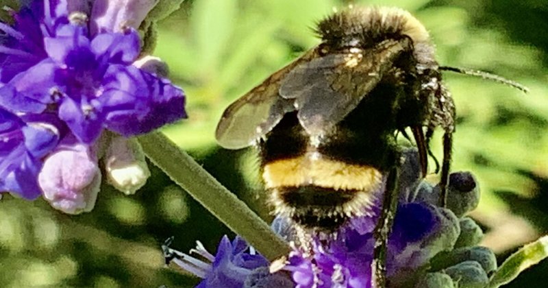 POW: Bombus vosnesenskii Bumblebees from Shades-of-Oregon