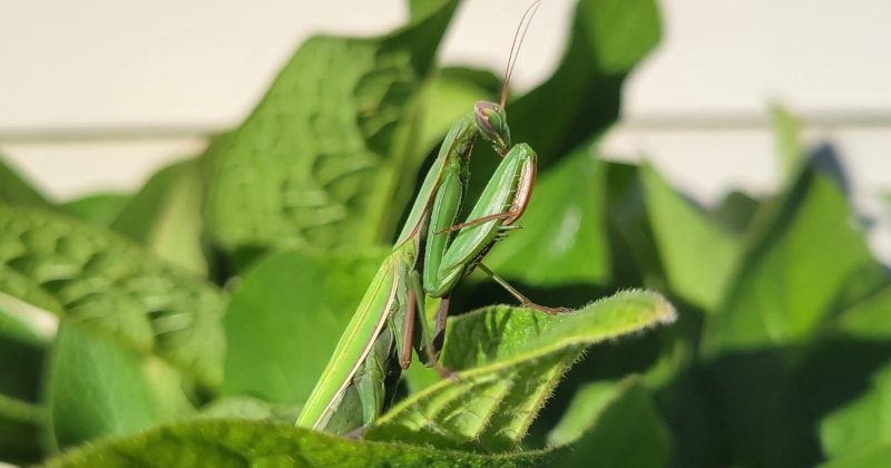 POW: Beautiful Praying Mantis from Hinotori