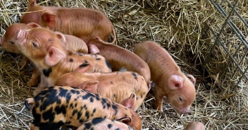 POW: KuneKune piglets from Mahoney