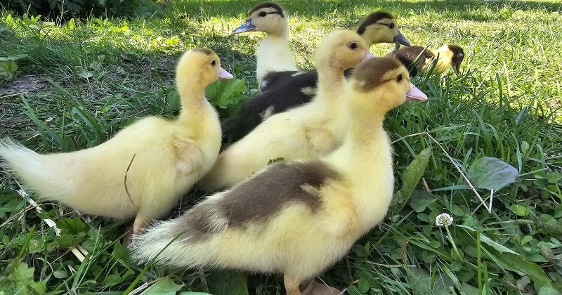 POW: Cute Muscovy Ducklings from Alaskan