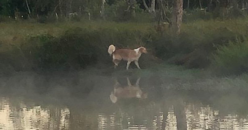 POW: Foggy morning at the pond from frustratedearthmother