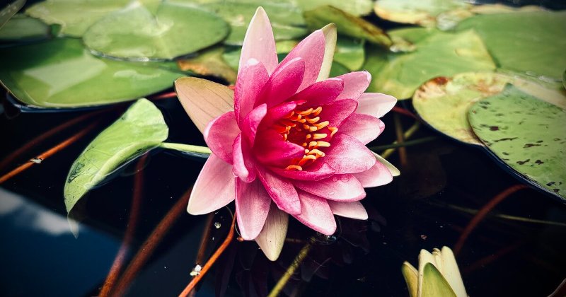 POW: beautiful pink water lily from Blueberry Acres