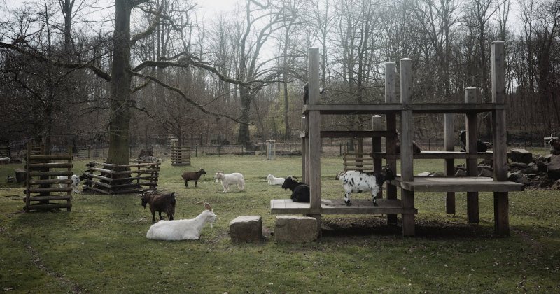 Recommendations for Goat Supplies