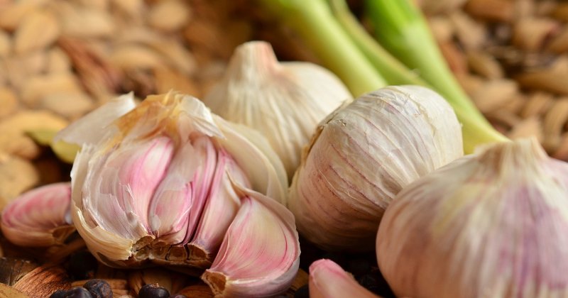 Of Garlic and Lessons Learned