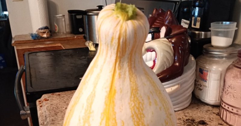 POW: Plump cushaw pumpkin from akroberts