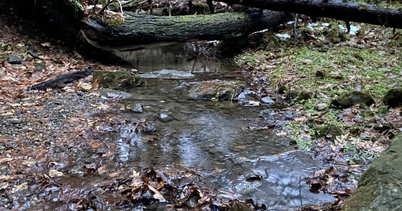 POW: small stream leading into the woods from Farmercharliesblog