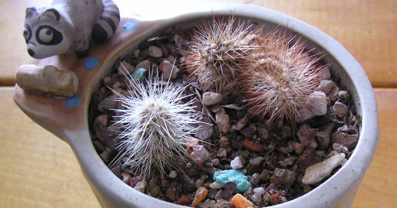 Cacti Question