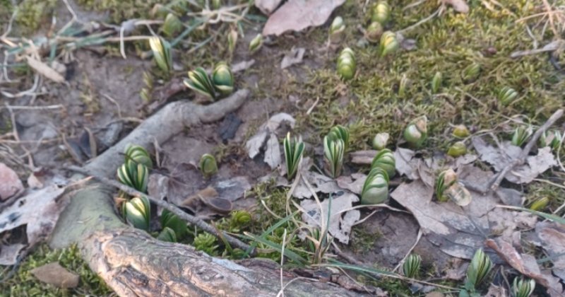 Spring Buds