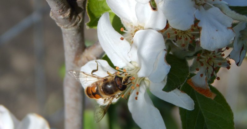 POW: A honey bee enjoying a blossom from duxrus