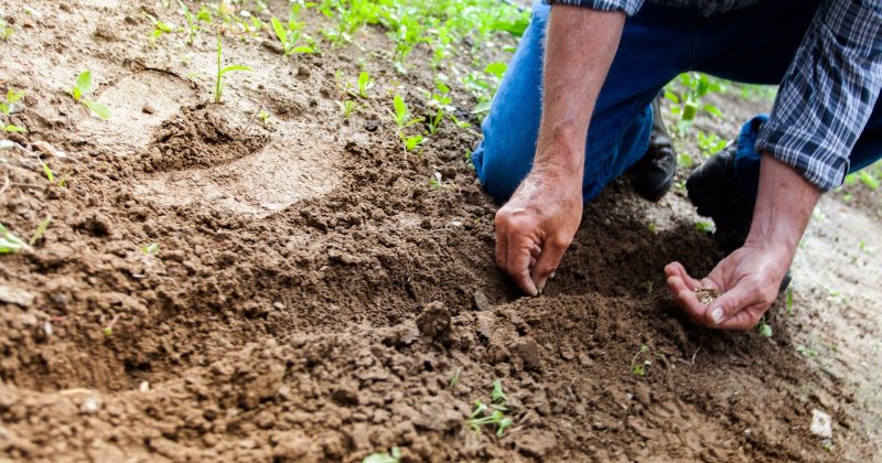 What’s Your Go-To Companion Planting Duo, and Why?