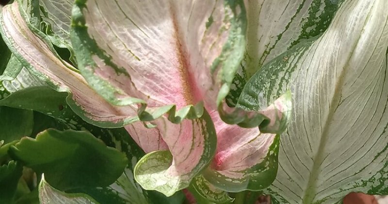 POW: Calla Lily Frozen Quenn foliage from Carol Dee